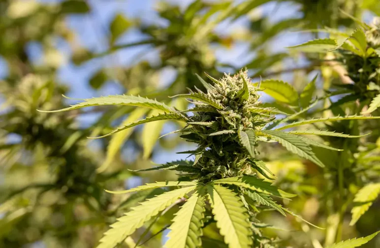 Level Up Your Grow: The 10 Best Autoflowering Strains for Speed, Potency, and Yield