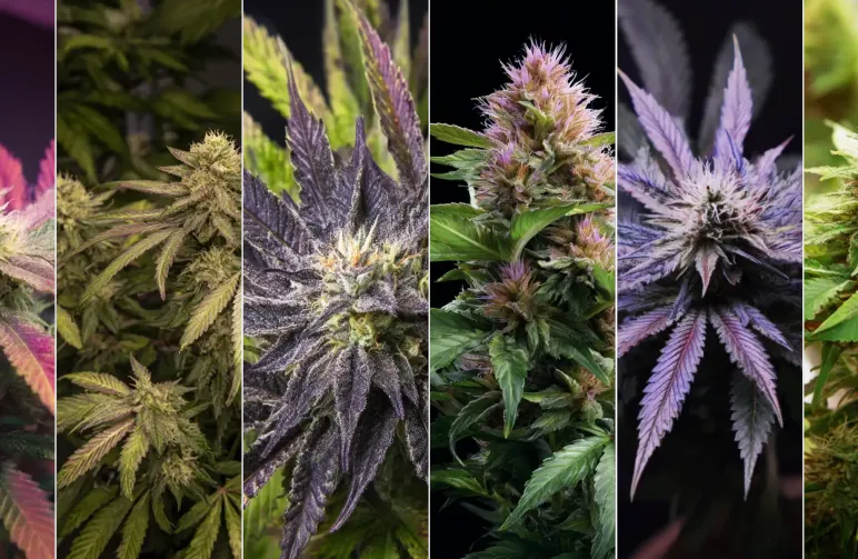 Top	6 Most Relaxing Indica Strains for Sleep and Stress Relief