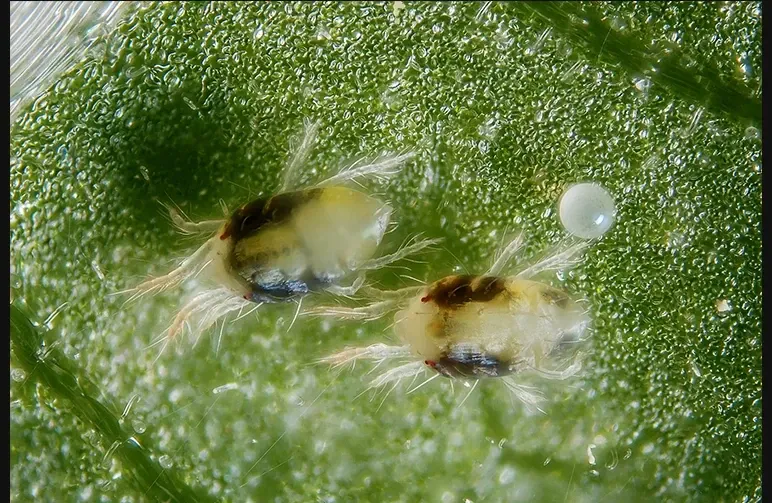 Identify and Get Rid of Spider Mites on Cannabis (Fast, Safe, and For Good)