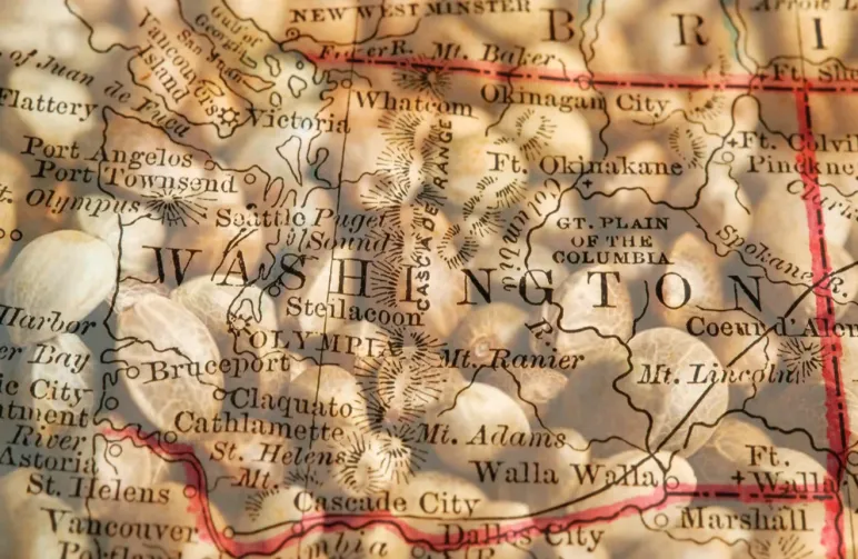 Best Strains to Grow in Washington (2026): An Expert Grower's Guide