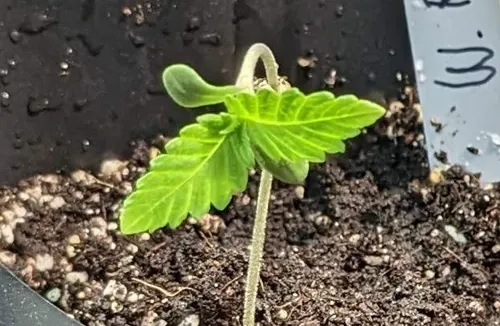 The Best Soil to Use for Autoflower Plants