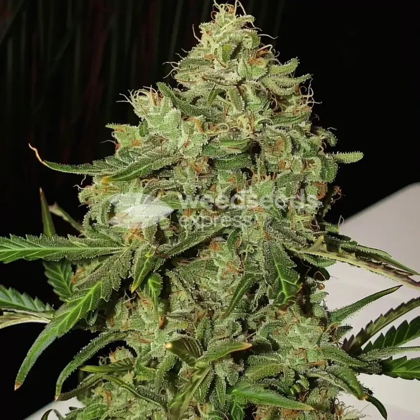 AK-47 Feminized by WeedSeedsExpress grown by WSE