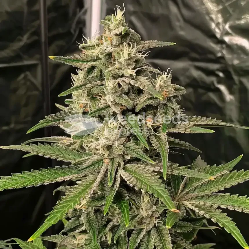 AK-48 Feminized by WeedSeedsExpress grown by WSE