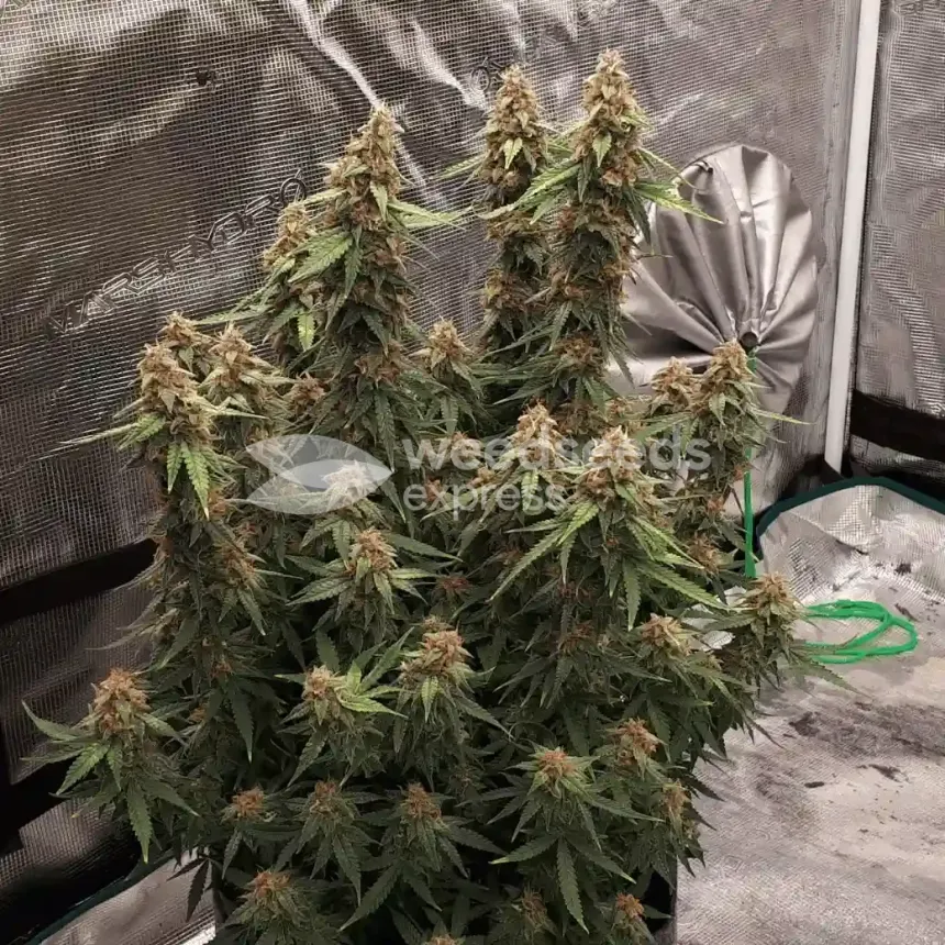 Amnesia Kush Auto by WeedSeedsExpress grown by Rock_n_Roll_Randy