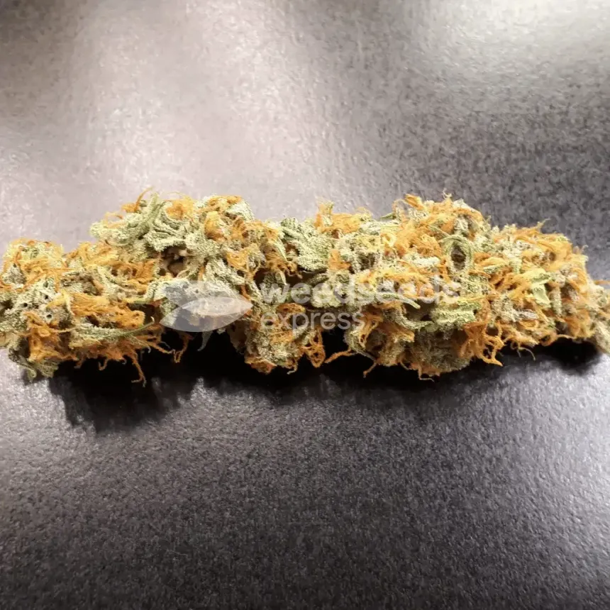 Amnesia Kush Auto by WeedSeedsExpress grown by Rock_n_Roll_Randy
