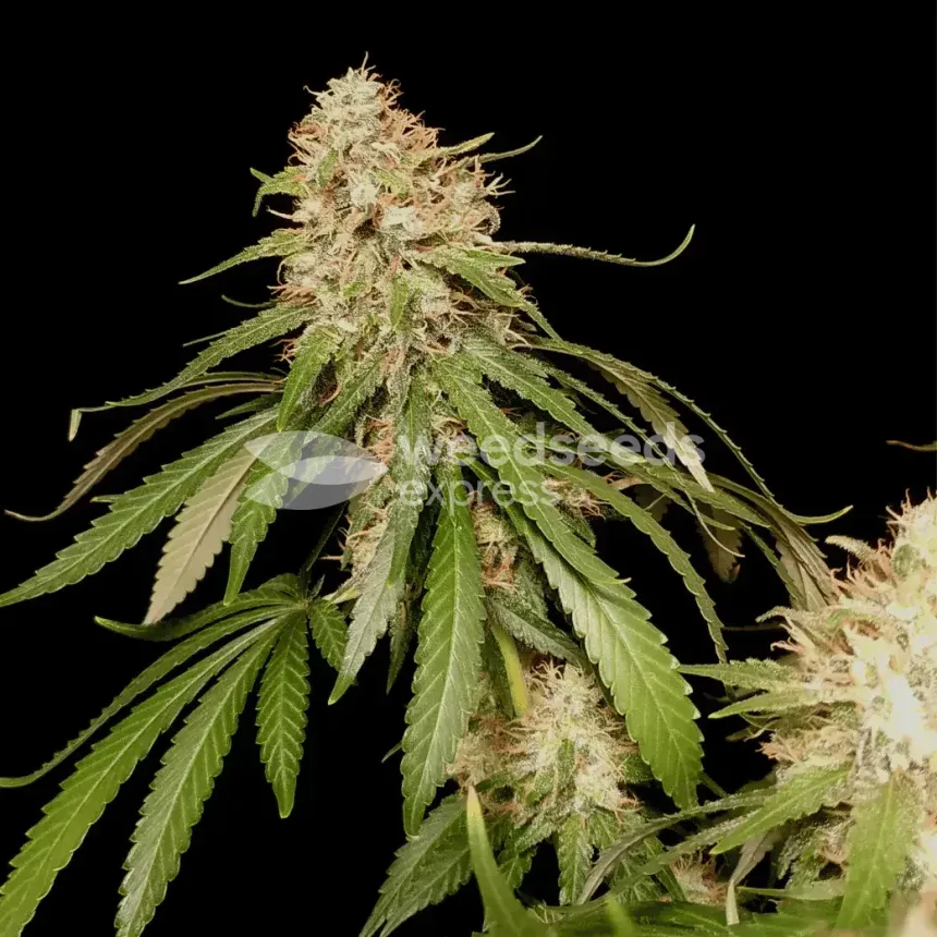 Amnesia Lemon Kush by WeedSeedsExpress grown by Zurban_Poison