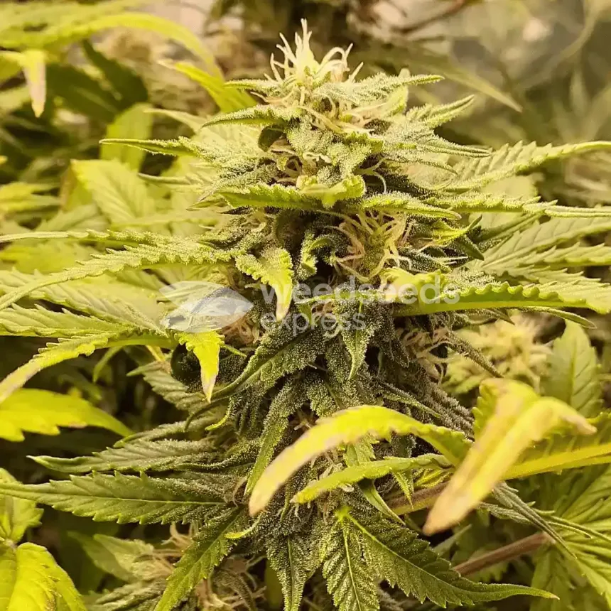 Big Jack Widow Auto by WeedSeedsExpress grown by Roberts