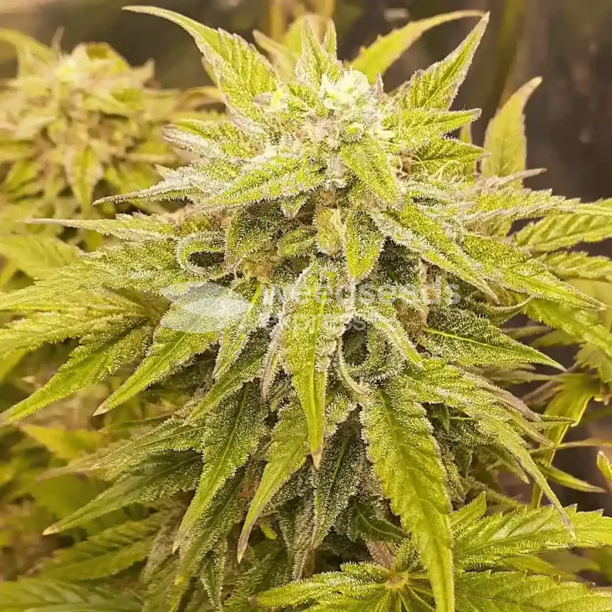 Big Jack Widow Auto by WeedSeedsExpress grown by Roberts
