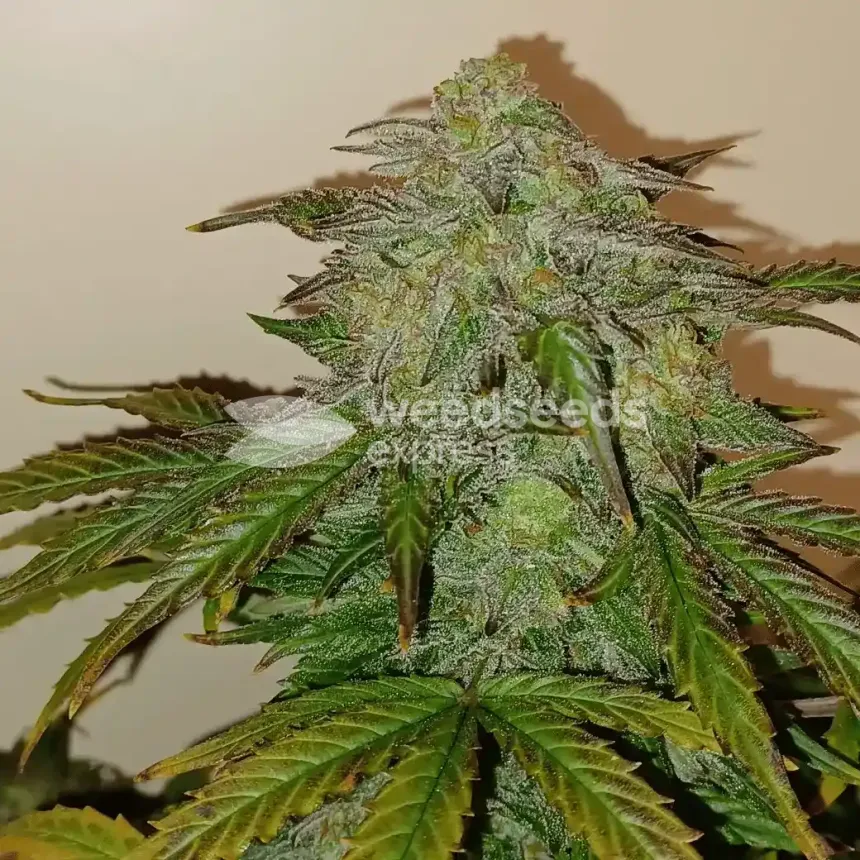 Big Jack Widow Auto by WeedSeedsExpress grown by Roberts