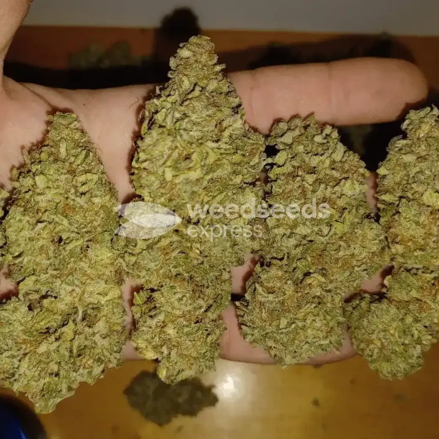 Big Jack Widow Auto by WeedSeedsExpress grown by Roberts