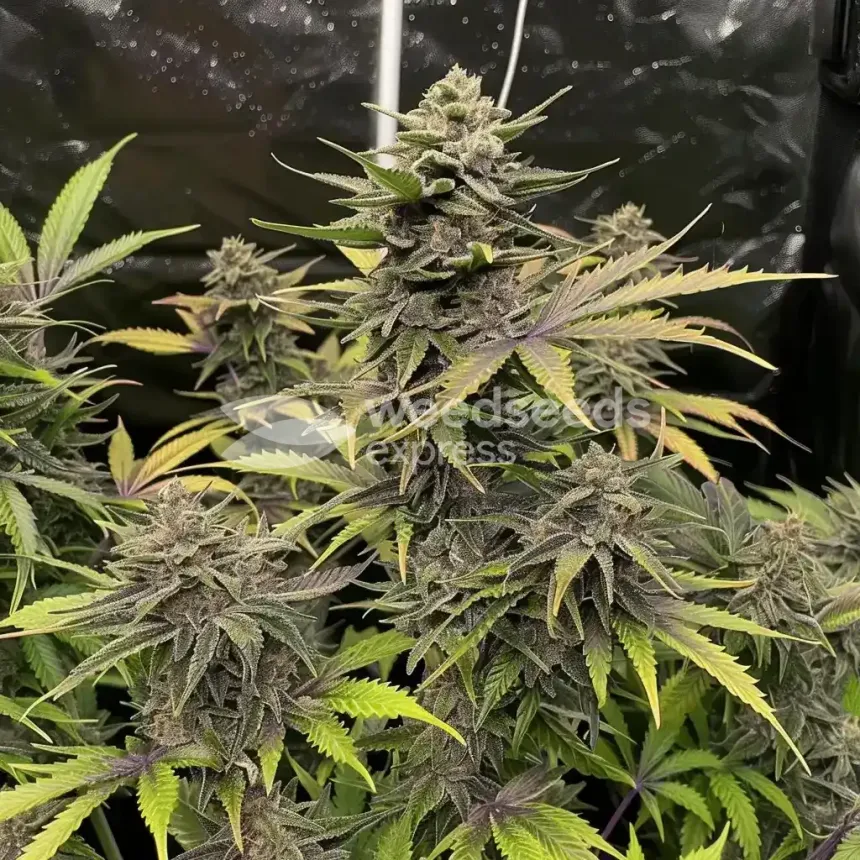 Black Jack Feminized by WeedSeedsExpress grown by WSE