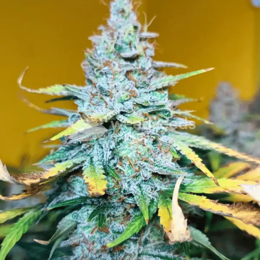 Bruce Banner Auto by WeedSeedsExpress grown by AsNoriu
