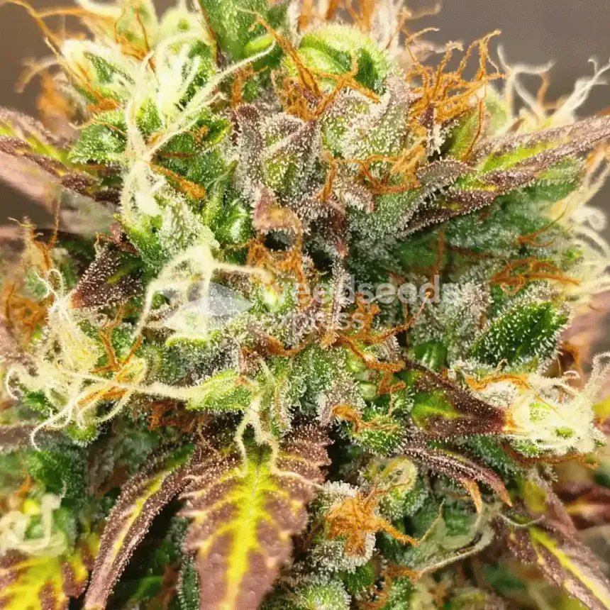 Bruce Banner Auto by WeedSeedsExpress grown by Mosquito