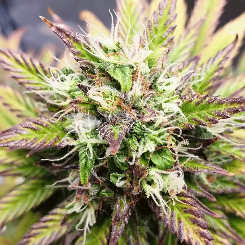 Bruce Banner Auto by WeedSeedsExpress grown by Mosquito_Haarlem_Holland