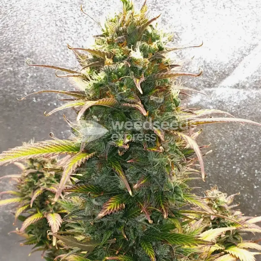 Bruce Banner Auto by WeedSeedsExpress grown by Mosquito_Haarlem_Holland