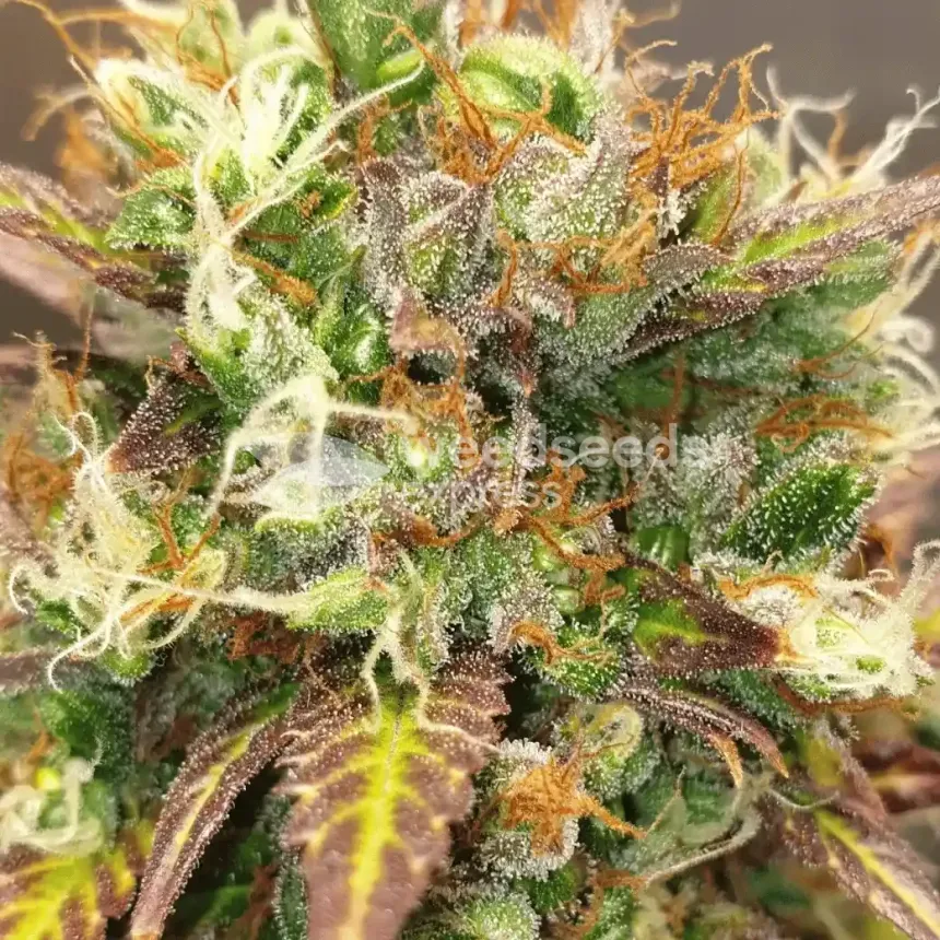 Bruce Banner Auto by WeedSeedsExpress grown by Mosquito_Haarlem_Holland