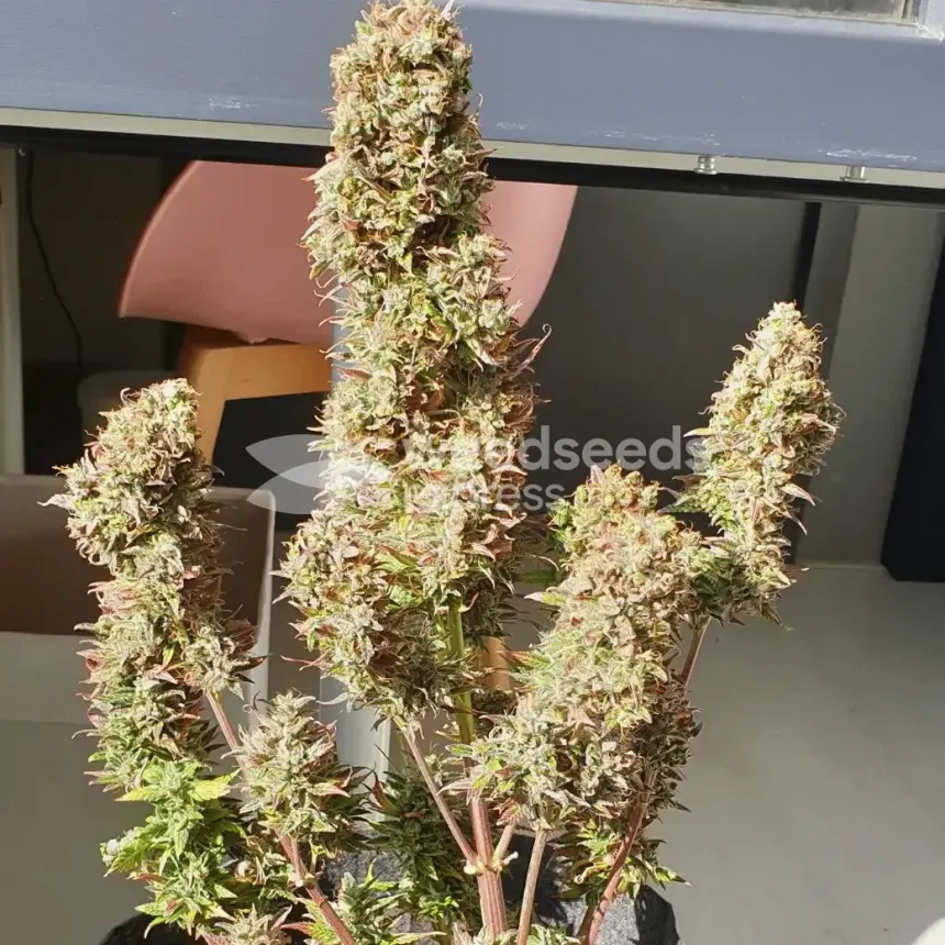 Bruce Banner Auto by WeedSeedsExpress grown by Mosquito_Haarlem_Holland