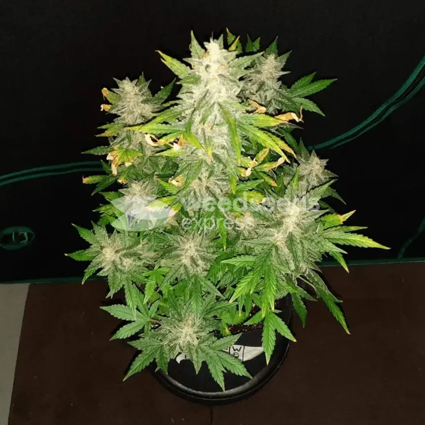 Bruce Banner Auto by WeedSeedsExpress grown by Rock_n_Roll_Randy