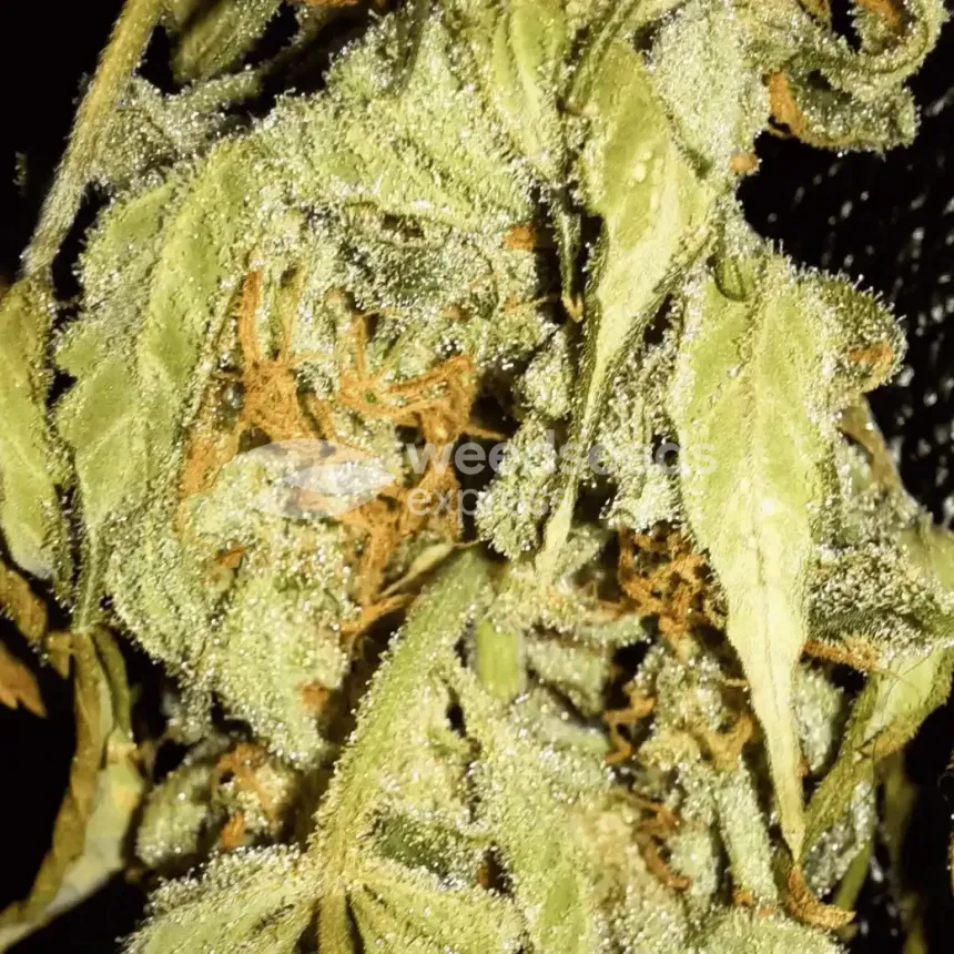 Bruce Banner Auto by WeedSeedsExpress grown by Rock_n_Roll_Randy