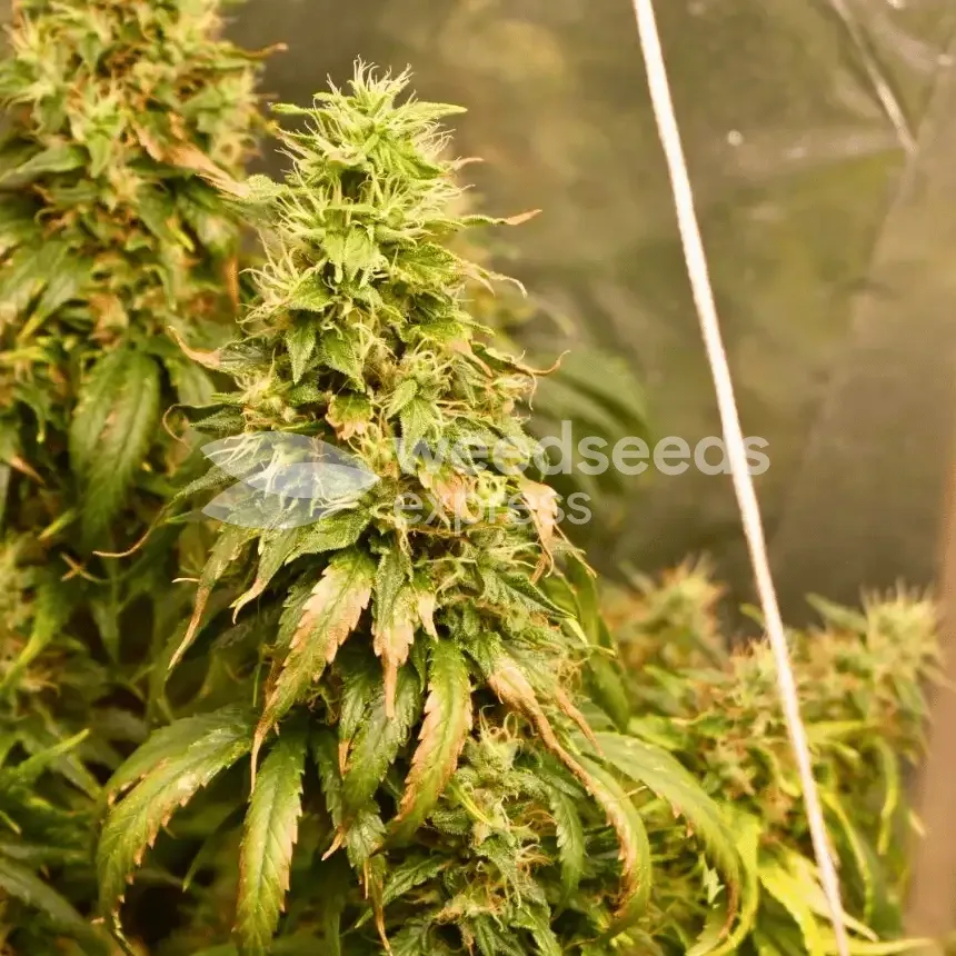 Bruce Banner by WeedSeedsExpress grown by Silky_smooth