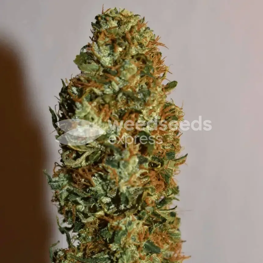Bruce Banner by WeedSeedsExpress grown by Silky_smooth