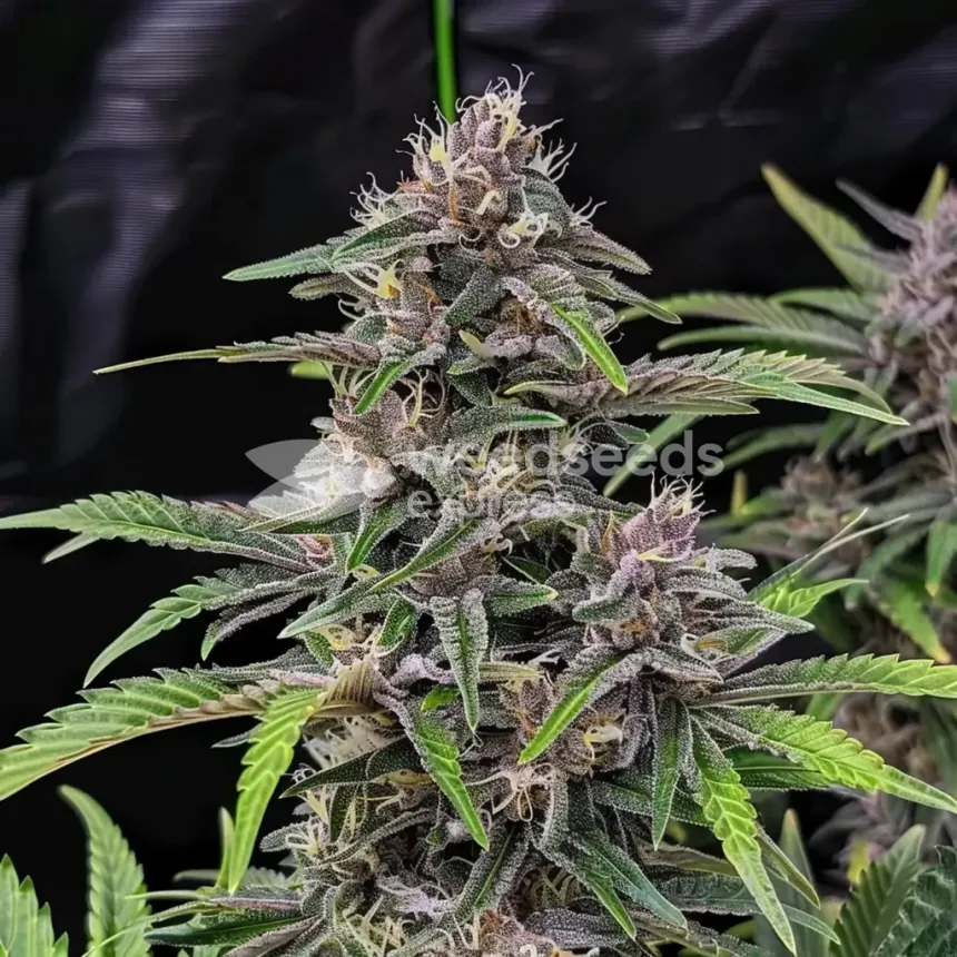 CBD Purple Kush Auto by WeedSeedsExpress grown by WSE