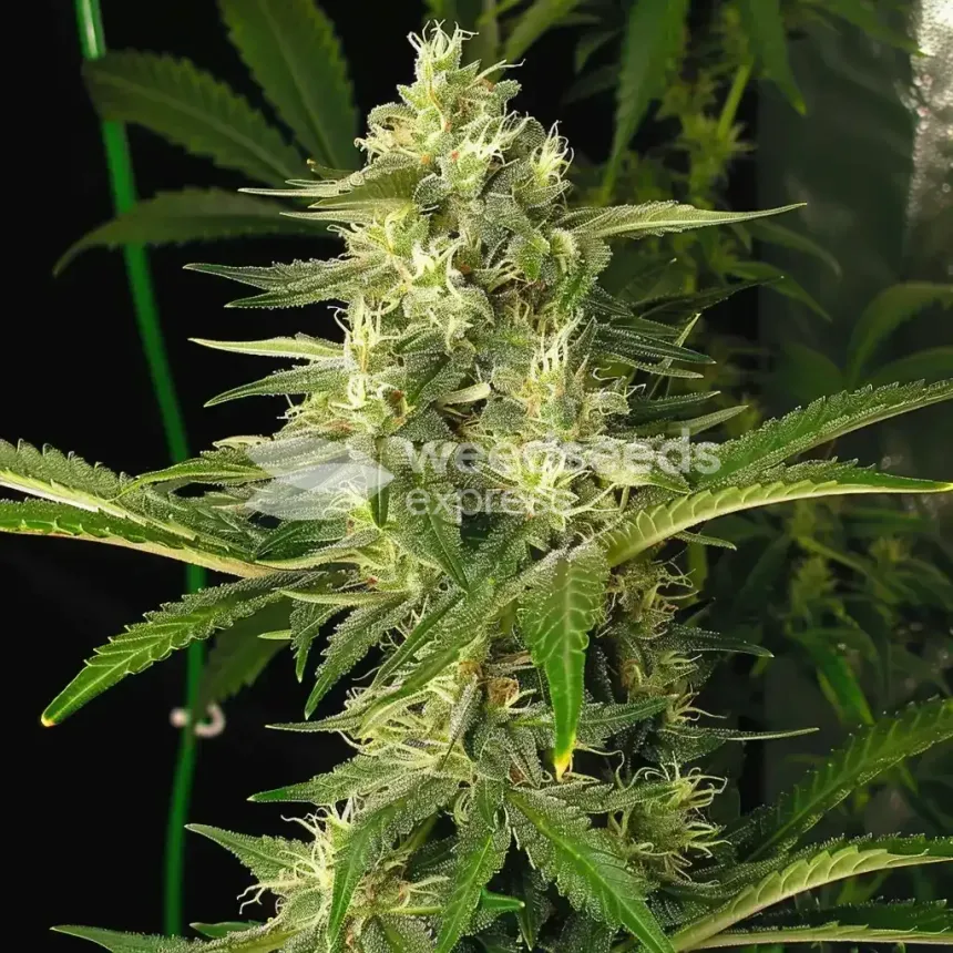 CBD White Widow Feminized by WeedSeedsExpress grown by WSE