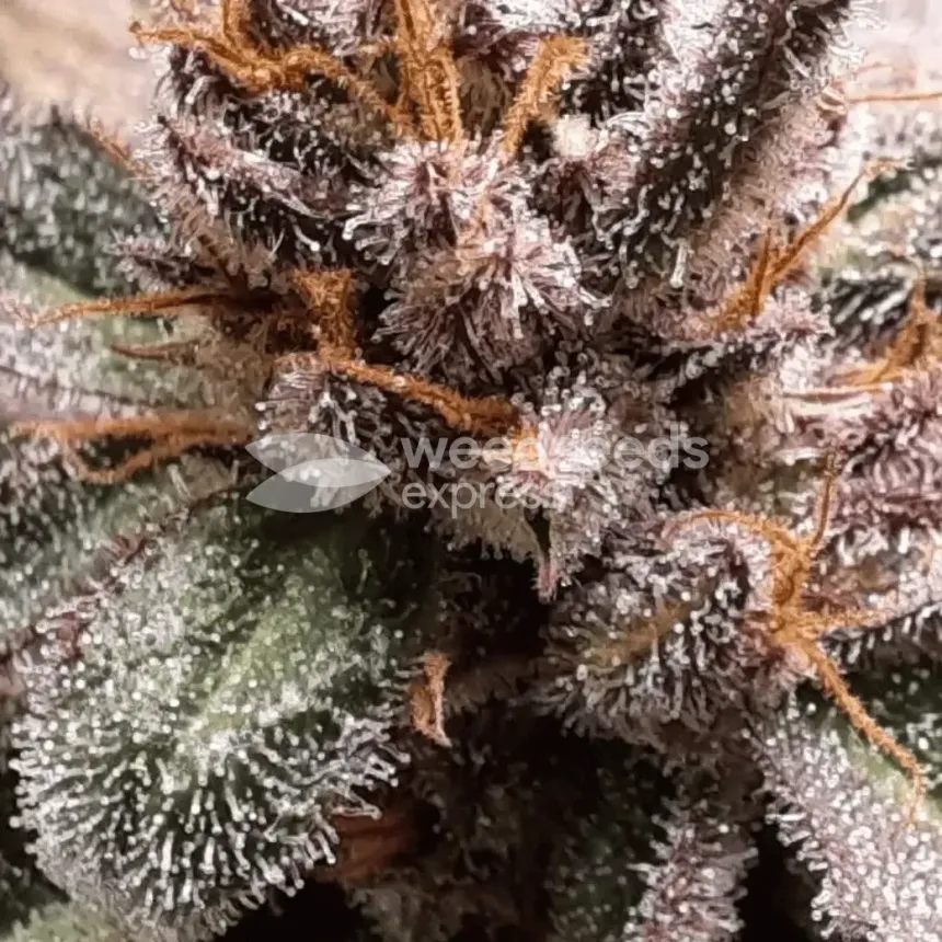 Cheese Feminized by WeedSeedsExpress grown by Rock_n_Roll_Randy