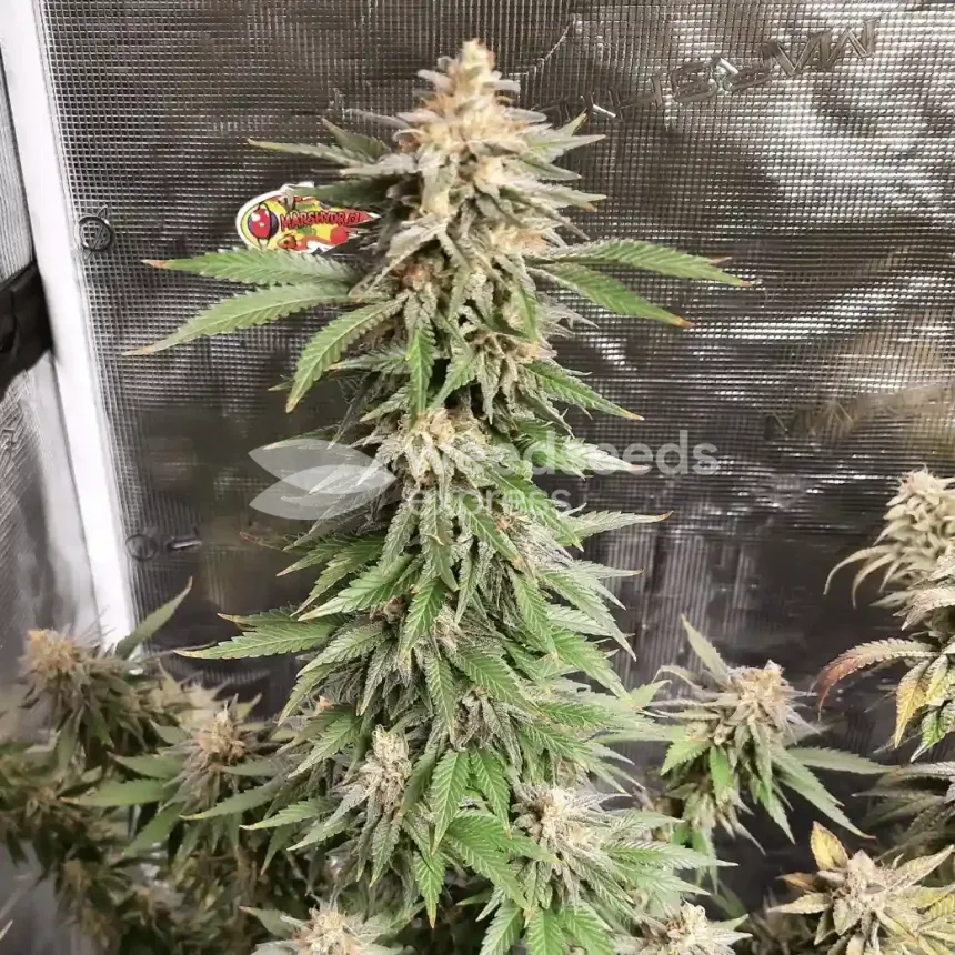 Cheese Feminized by WeedSeedsExpress grown by Rock_n_Roll_Randy