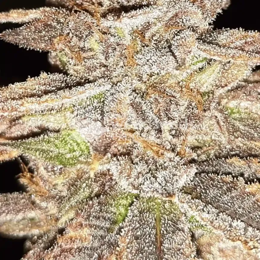 Cheese Feminized by WeedSeedsExpress grown by Rock_n_Roll_Randy