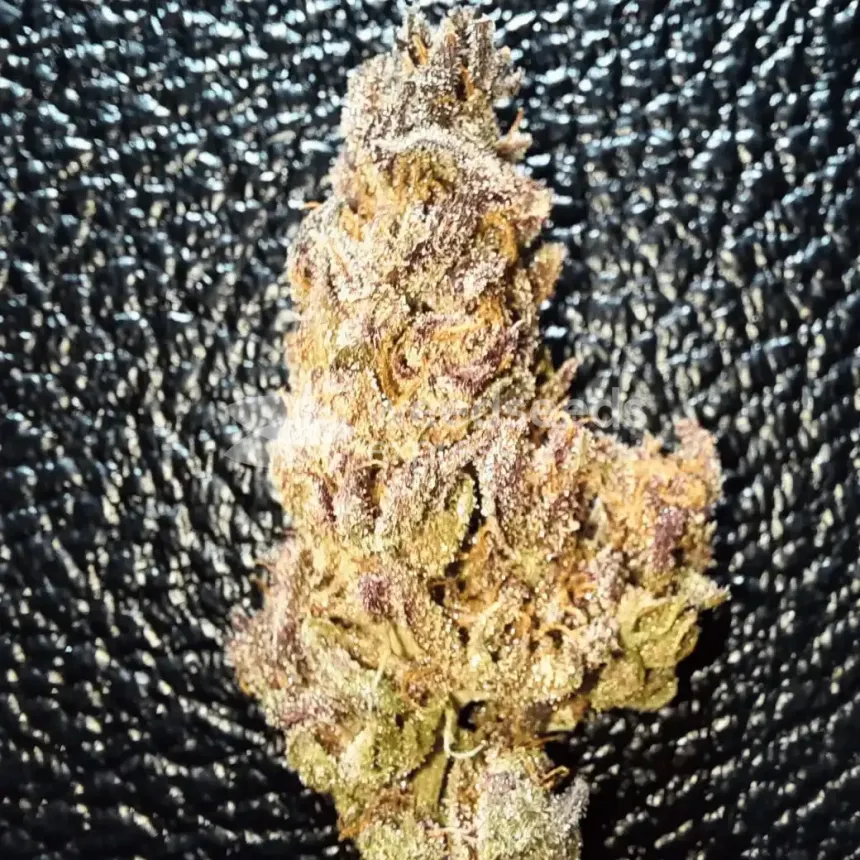 Cheese Feminized by WeedSeedsExpress grown by Rock_n_Roll_Randy