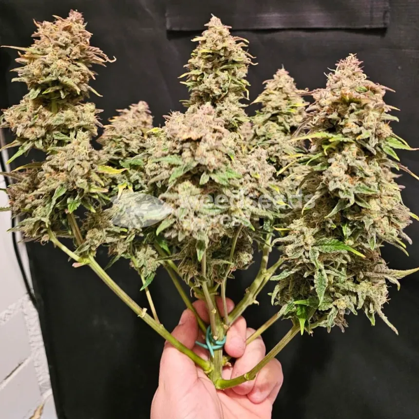 Cherry Pie Auto by WeedSeedsExpress grown by McBubatz