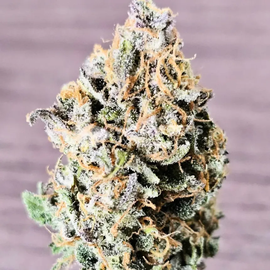 Cherry Pie Auto by WeedSeedsExpress grown by McBubatz