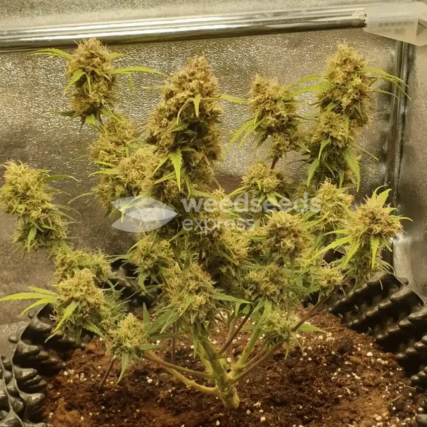 Critical Auto by WeedSeedsExpress grown by Mosquito_Haarlem_Holland