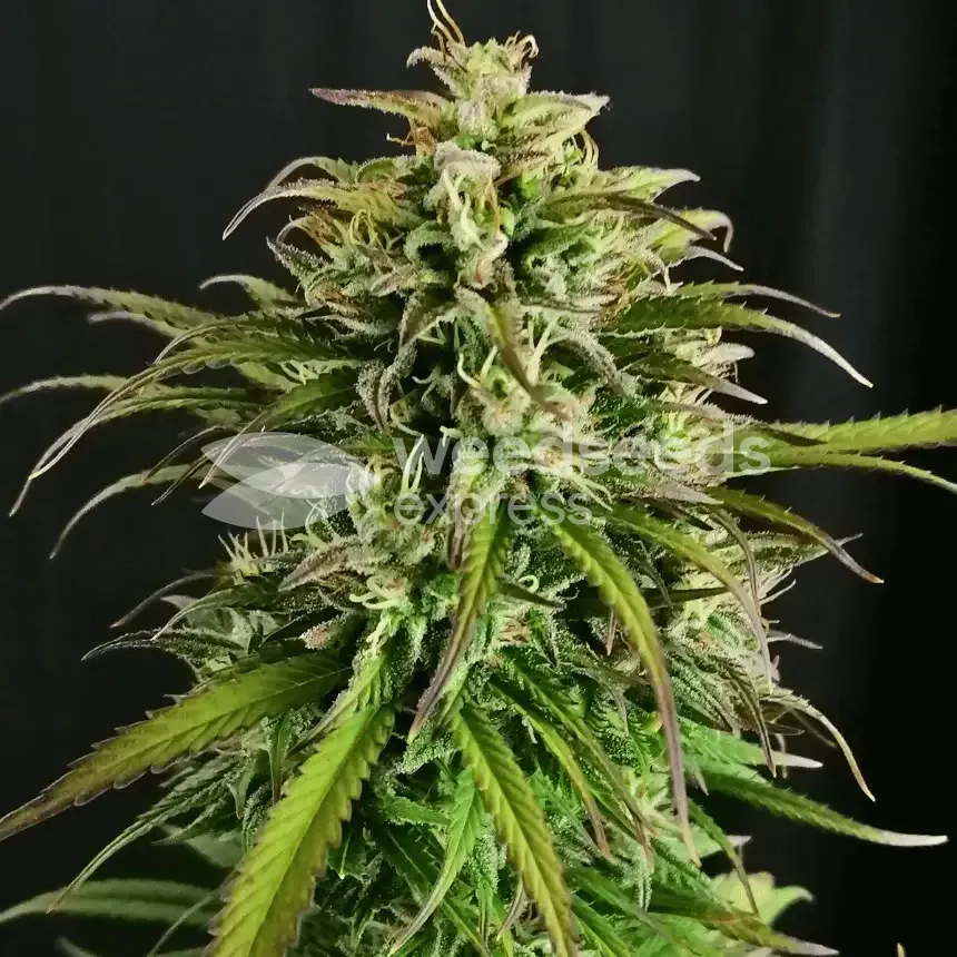 CBD Critical Mass by WeedSeedsExpress grown by Mrs_Larimar