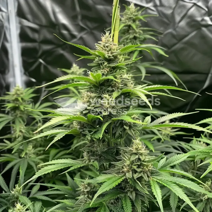 Diesel Feminized by WeedSeedsExpress grown by WSE