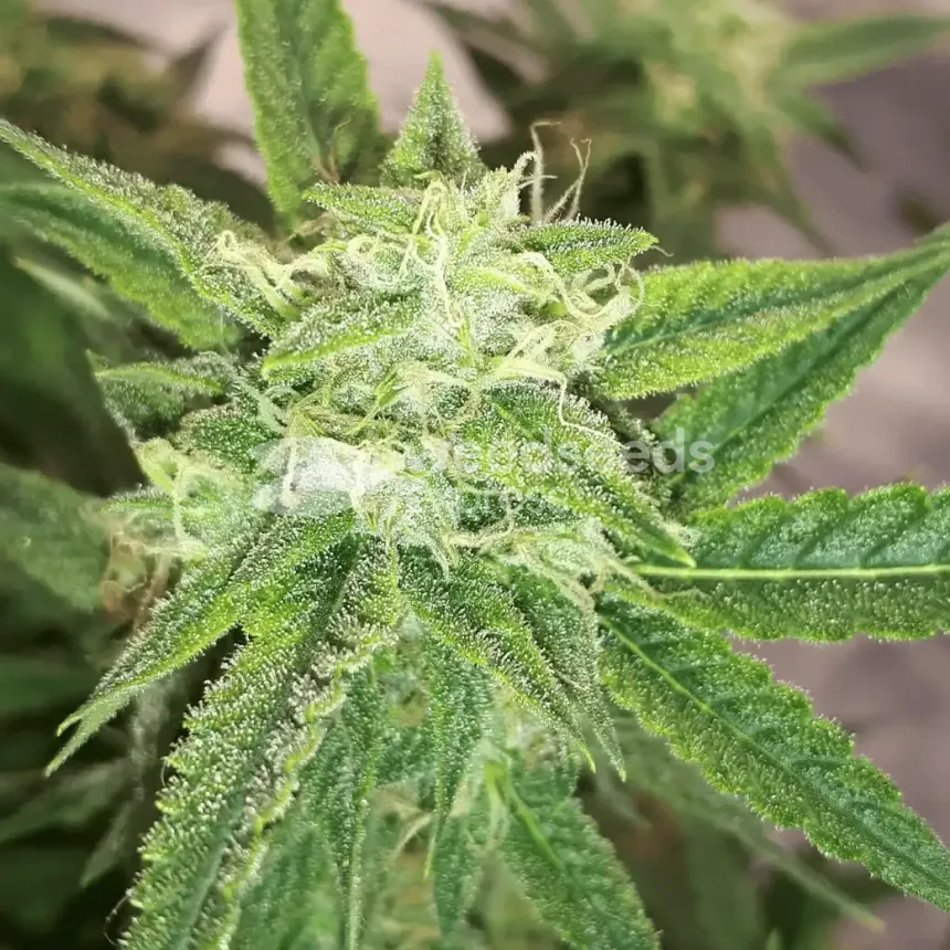 Do-si-Dos Auto by WeedSeedsExpress grown by Rock_n_Roll_Randy