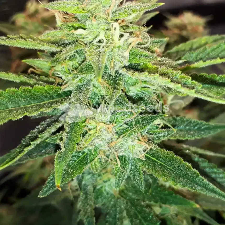 Do-si-Dos Auto by WeedSeedsExpress grown by Rock_n_Roll_Randy