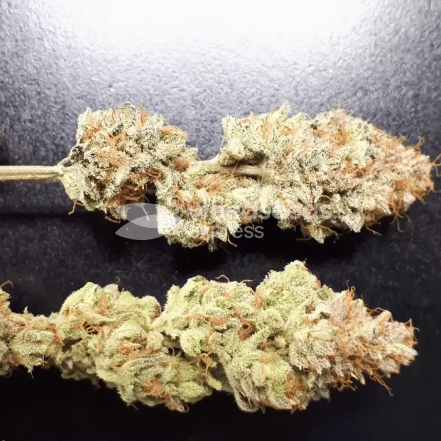 Do-si-Dos Auto by WeedSeedsExpress grown by Rock_n_Roll_Randy
