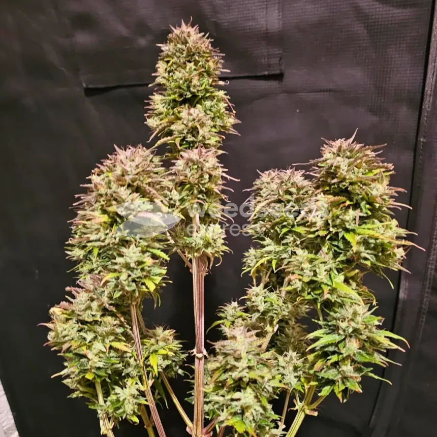 Fat Bastard Auto by WeedSeedsExpress grown by McBubatz