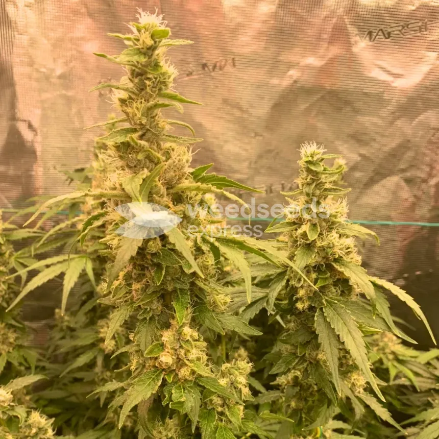 Fat Bastard Feminized by WeedSeedsExpress grown by Rangaku