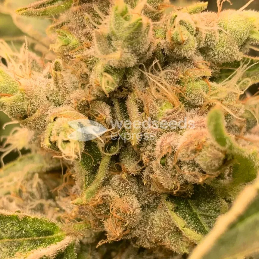 Fat Bastard Feminized by WeedSeedsExpress grown by Rangaku