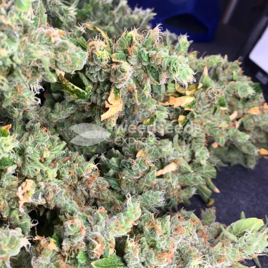 Fat Bastard Feminized by WeedSeedsExpress grown by Rangaku
