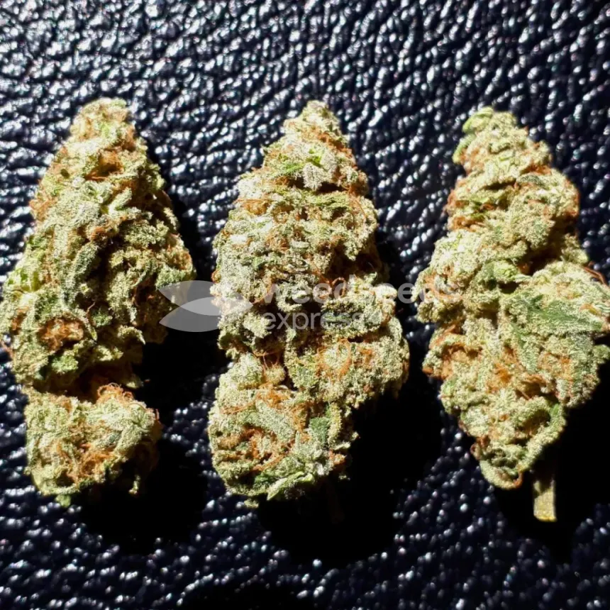 GMO Cookies Feminized by WeedSeedsExpress grown by Rock_n_Roll_Randy