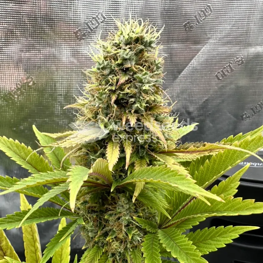Ghost Train Haze by WeedSeedsExpress grown by Papa_T