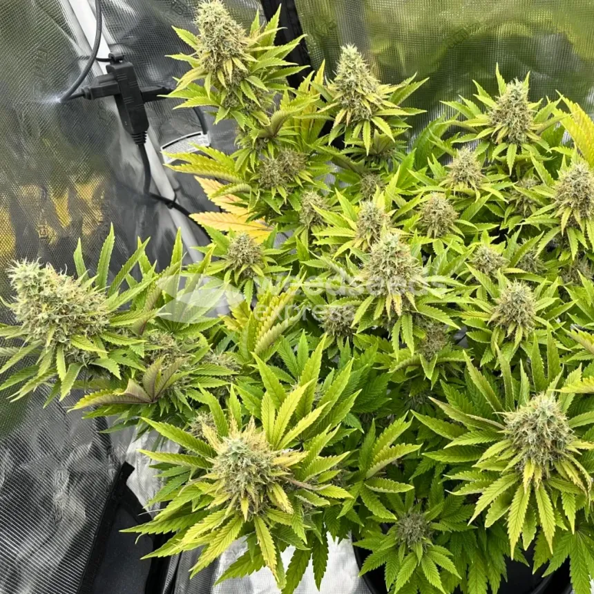 Ghost Train Haze by WeedSeedsExpress grown by Papa_T