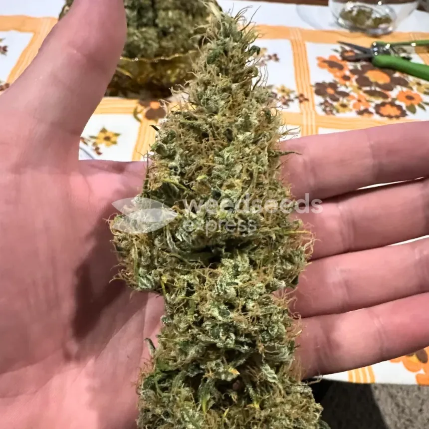 Ghost Train Haze by WeedSeedsExpress grown by Papa_T