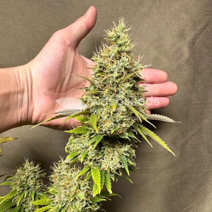 Ghost Train Haze by WeedSeedsExpress grown by Papa_T