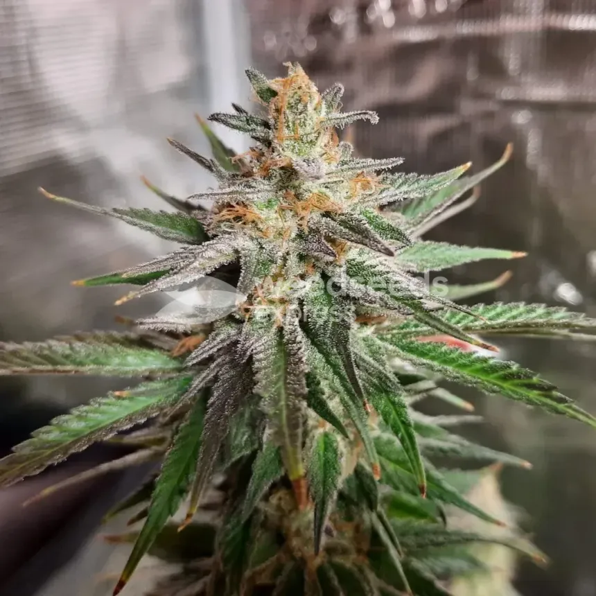 Ghost Train Haze by WeedSeedsExpress grown by Rock_n_Roll_Randy