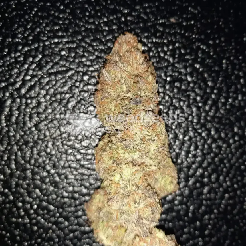 Ghost Train Haze by WeedSeedsExpress grown by Rock_n_Roll_Randy